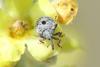 Cionus sp.